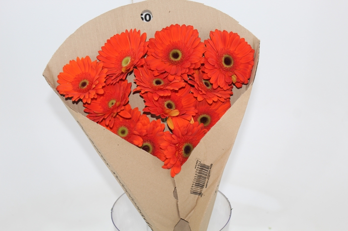 <h4>GERBERA TERRA POSITANO < 050 CM > 10 CM DIAM</h4>