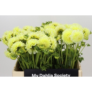Dahlia Banana Baby