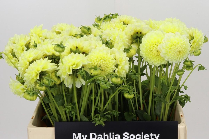 <h4>Dahlia Banana Baby</h4>