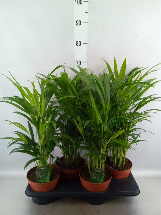 <h4>Dypsis lutescens   ...Chrysalidoca</h4>