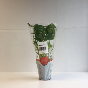 Oostindische Kers P9