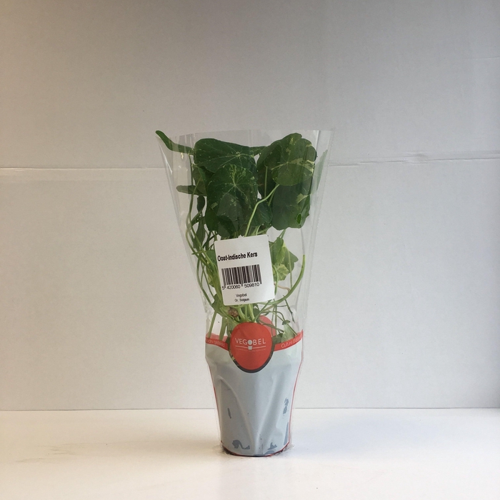 <h4>Oostindische Kers P9</h4>