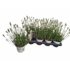 Lavan An Aroma White
