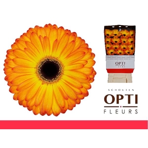 Gerbera Catwalk Diamond