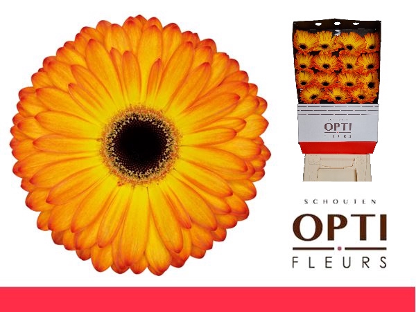 <h4>Gerbera Catwalk Diamond</h4>