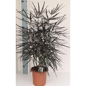 Dizygotheca elegantissima
