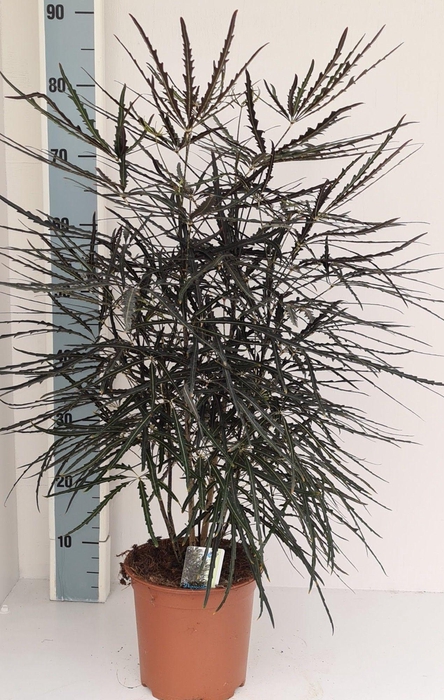 <h4>Dizygotheca elegantissima</h4>