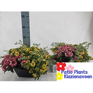 PERKPL GEM IN POT