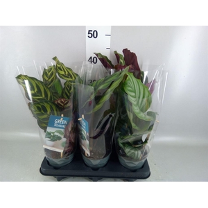 Calathea   ...mix