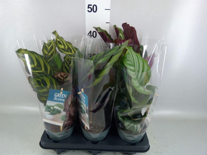 <h4>Calathea   ...mix</h4>