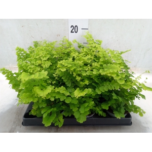 Adiantum raddi. 'Fritz-Luthi'