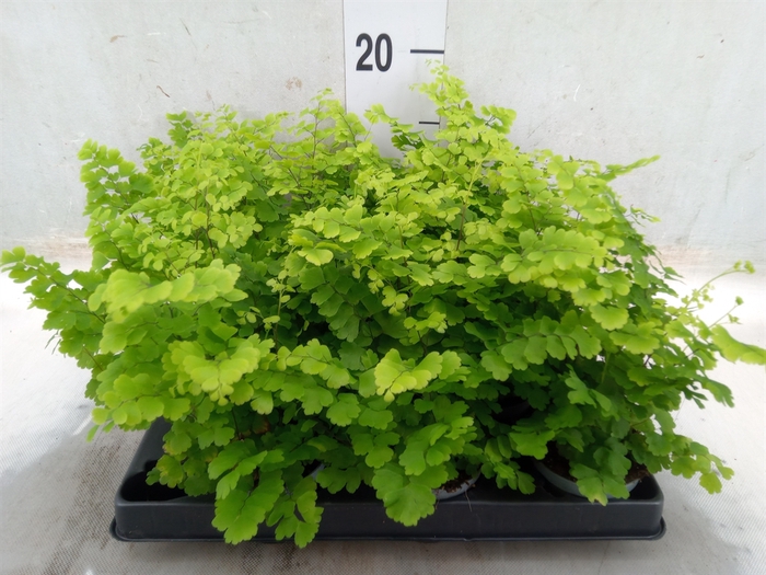 <h4>Adiantum raddi. 'Fritz-Luthi'</h4>