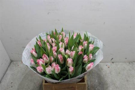 <h4>Tu Fr Neglige</h4>