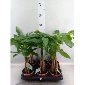 Pachira aquatica