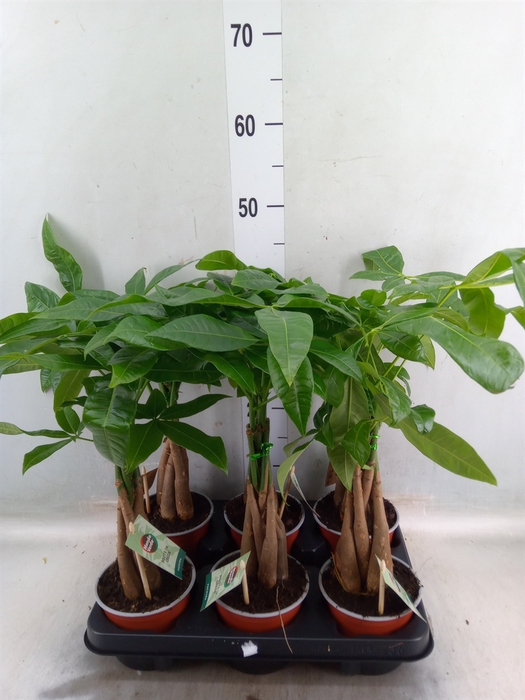 <h4>Pachira aquatica</h4>