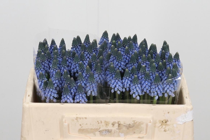 <h4>Muscari Carola</h4>
