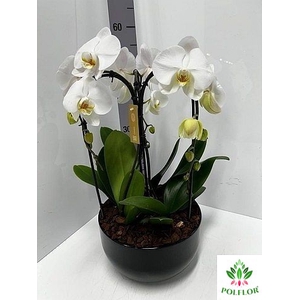 Phalaenopsis Crown White (ceramic black)  26Ø 65cm 3st 24fl