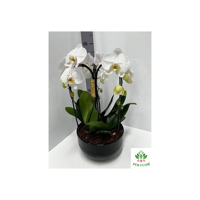 <h4>Phalaenopsis Crown White (ceramic black)  26Ø 65cm 3st 24fl</h4>
