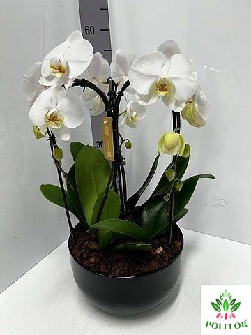 Phalaenopsis Crown White (ceramic black)  26Ø 65cm 3st 24fl