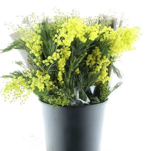 Mimosa Mirandol 150gram