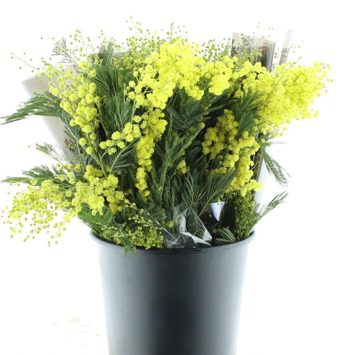 <h4>Mimosa Mirandol 150gram</h4>