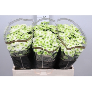 Chr S Maverick White