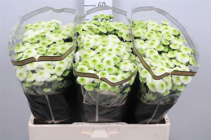 <h4>Chr S Maverick White</h4>