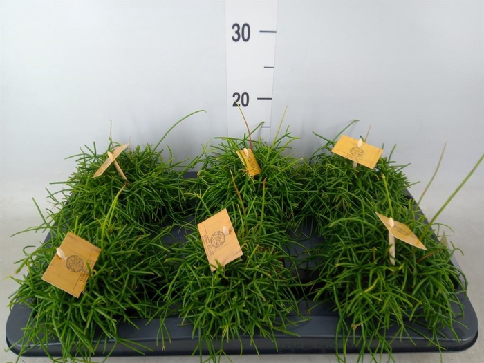 <h4>Rhipsalis ...</h4>