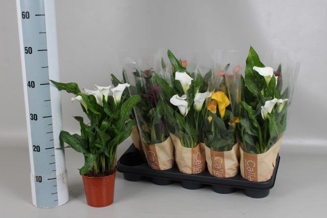 <h4>ZANT GEM 5 KL</h4>