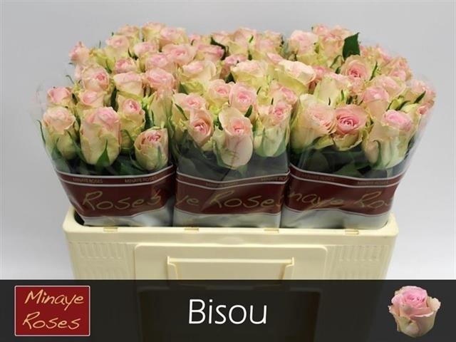 <h4>R GR BISOU@</h4>