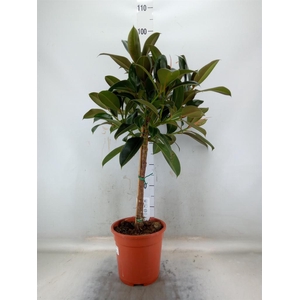 Ficus   ...