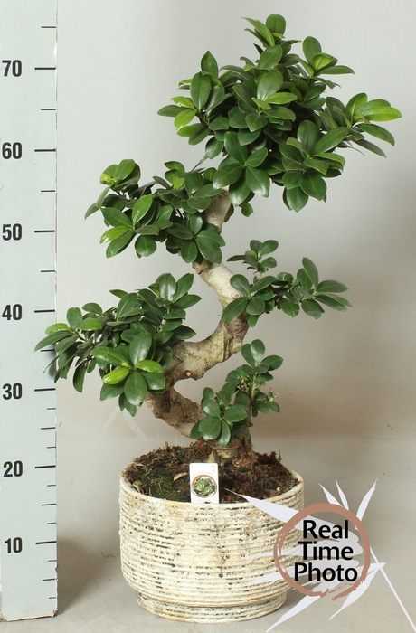 <h4>FIC MI GINSENG</h4>