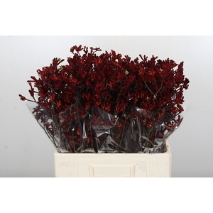 Anigozanthos Bush Ruby