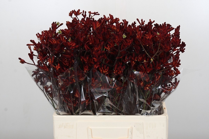 <h4>Anigozanthos Bush Ruby</h4>