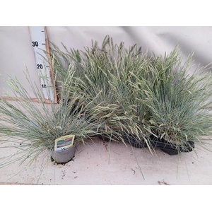 FEST GLAUCA