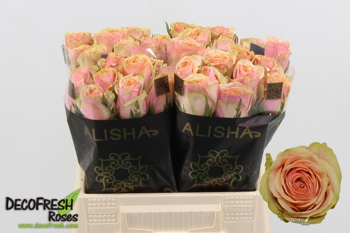 <h4>R Gr Dividend Extra Alisha</h4>