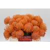 Nutans Ayoba Orange