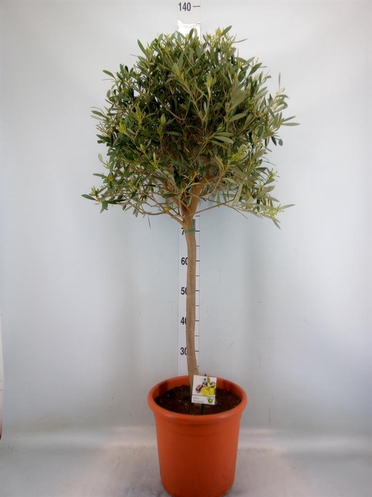 <h4>Olea europaea</h4>