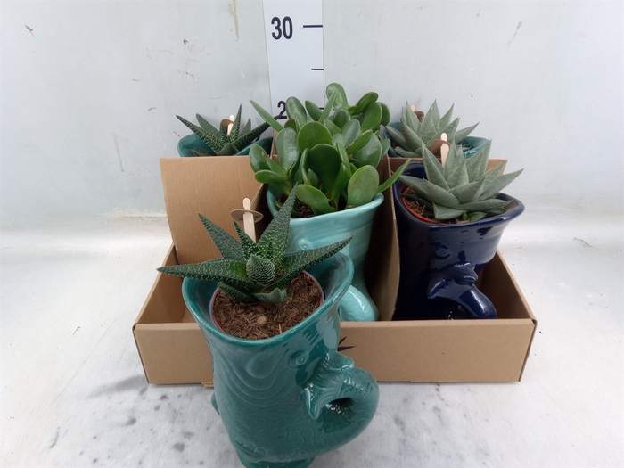 <h4>Succulents   ...mix 3</h4>