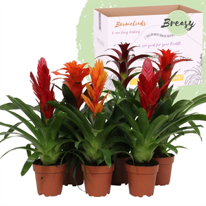 Bromelia Classic Mix P12