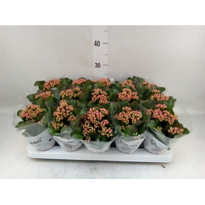 Kalanchoe  'Claraq2'