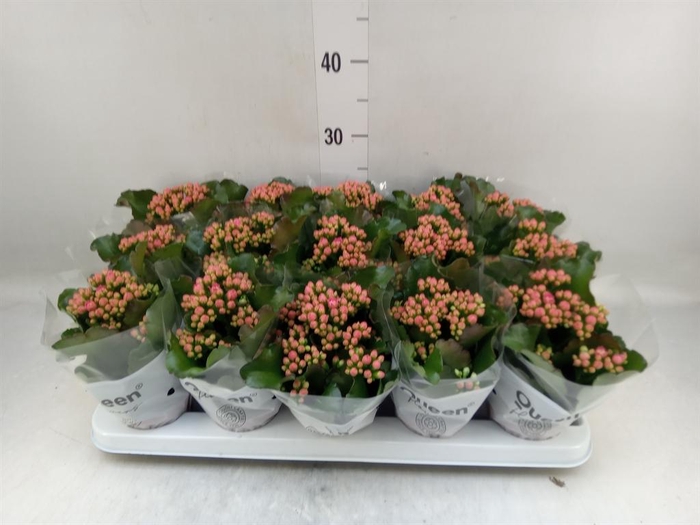 <h4>Kalanchoe 'Claraq2'</h4>