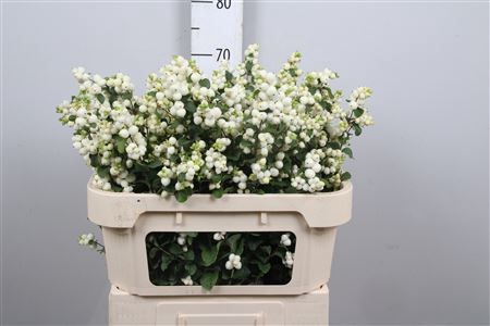 <h4>Sympho Mag Lemon Lime</h4>