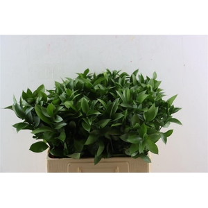 Ruscus Hypophyllum 60cm