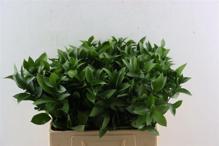 <h4>Ruscus Hypophyllum 60cm</h4>
