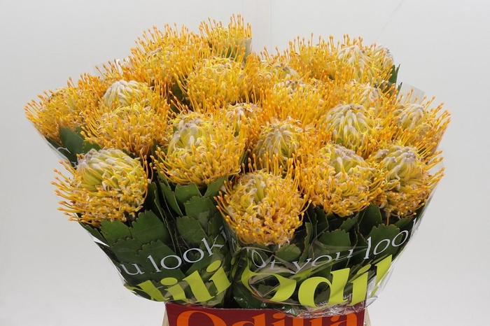 <h4>Nutans Joti</h4>