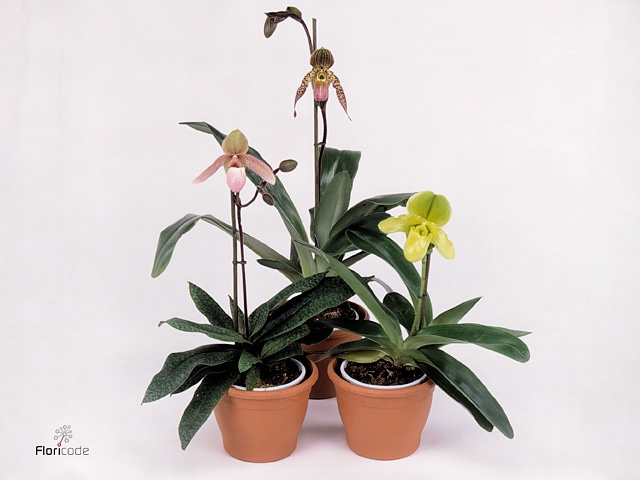 Paphiopedilum multiflower   ...mix