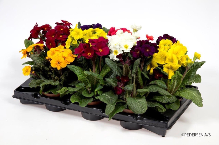 <h4>PRIMULA VERIS p 11 mix</h4>