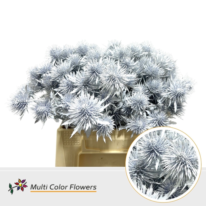 <h4>Eryngium Wit</h4>