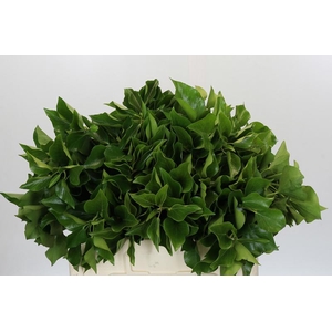 Hedera Bundle